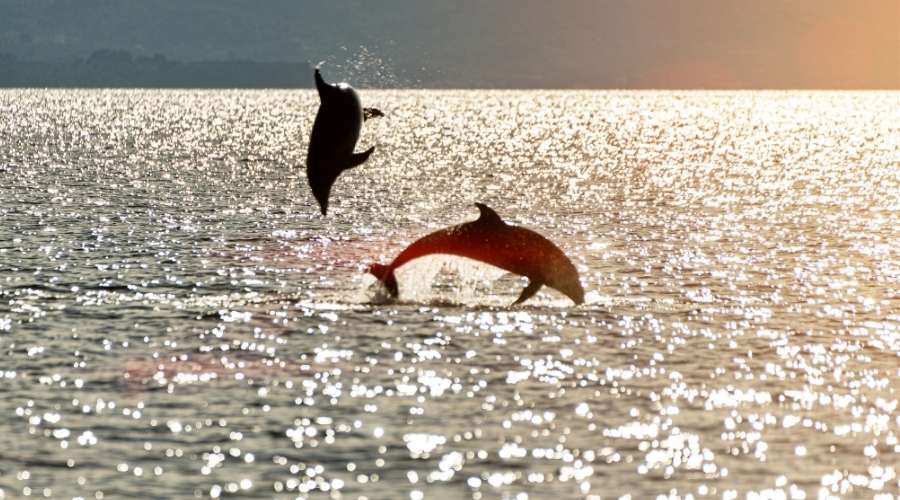 Dolphins