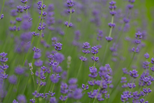 lavender