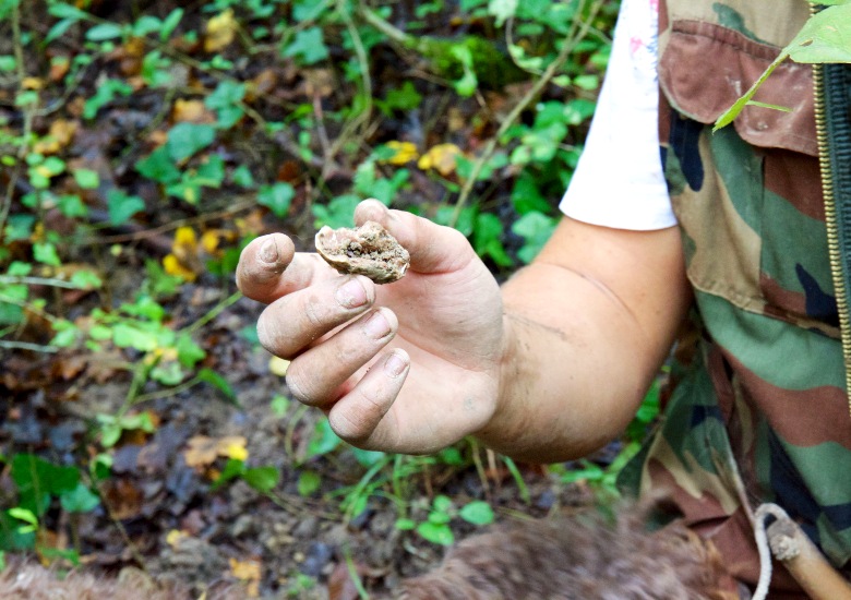 Man holding a white truffle in Istria